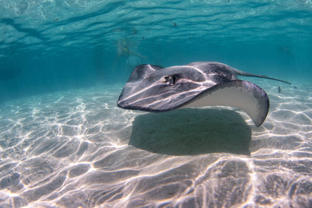 istock Stingray in french polynesia 1035410822