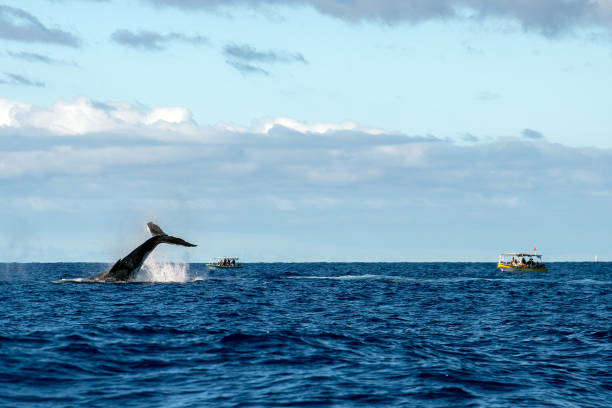 istock Humpback whale slapping tail in Moorea French Polynesia 1035410974