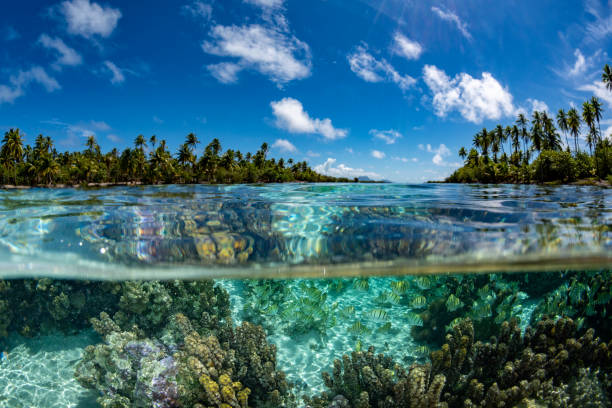 istock snorkeling in french polynesia down under world 1035411024