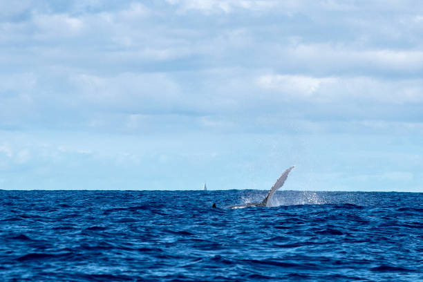 istock Humpback whale fin in Moorea French Polynesia 1035411264