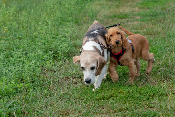 istock puppy dog cocker spaniel running on grass with other dog 1035413820