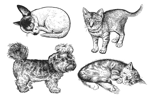 Cute puppies and kittens set. Home pets isolated on white background. Sketch. Vector illustration art. Realistic portraits of animal. Vintage. Black and white hand drawing of dogs and cats.