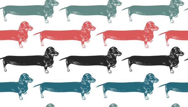 dachshunds 개 긴. 완벽 한 패턴입니다. - 닥스훈트 일러스트 stock illustrations