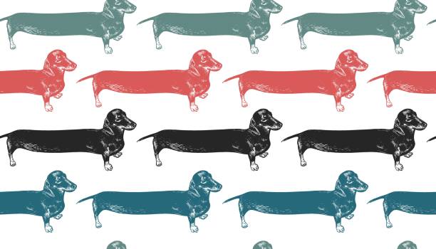 Dachshunds long dogs. Seamless pattern. Seamless pattern. Dachshunds long dogs black, red, blue, green. Cute puppies. Home pet isolated on white background. Sketch animals. Vector illustration. Style vintage engraving. Retro hand drawing. dachshund stock illustrations