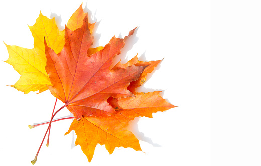 Texture, background, pattern. Yellow red maple leaves on white background. Autumn's Photo