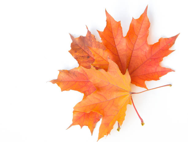 istock Texture, background, pattern. Leaves in autumn on a white background isolated. Maple. Red Yellow Leaves 1035418154