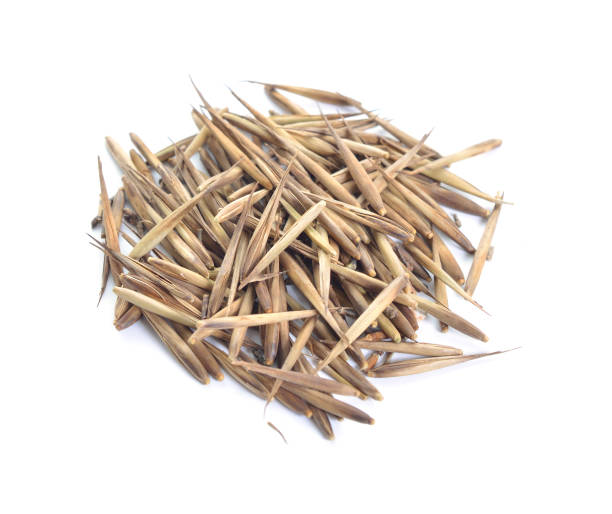 istock Bambusa or bamboo seeds. Isolated on white background 1035429226