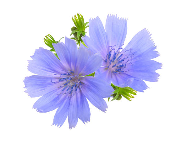 istock Common chicory or Cichorium intybus flowers. Isolated on white 1035429732