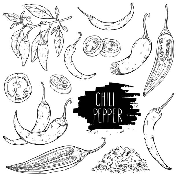 Chili pepper set collection Hand drawn hot chili pepper set. Peppers chili, slices, halves, crushed pieces and branch isolated on white background. Outline ink style sketch. Vector coloring illustration. chilli powder stock illustrations