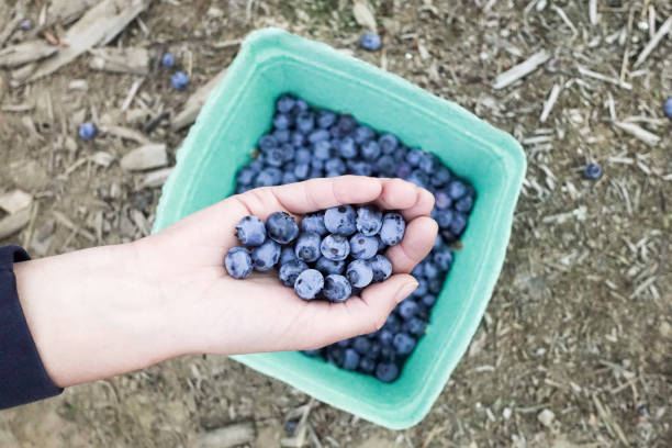 istock Hand full of blueberries and basket 1035432290