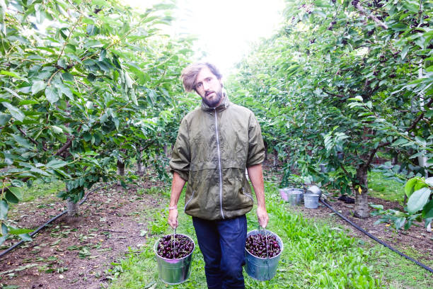 istock Young male cherry picker holding two full basket with cherries and smiling 1035432302