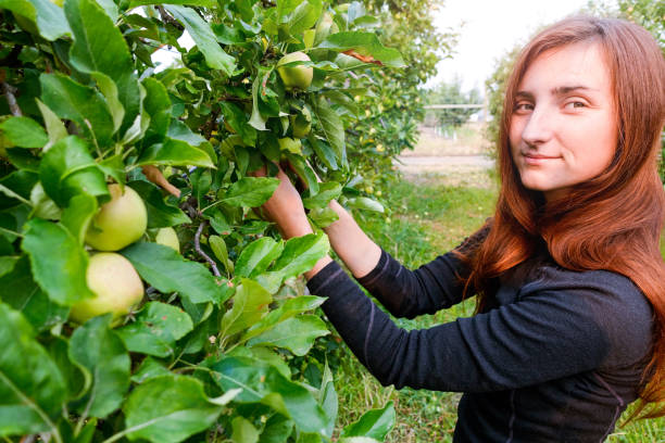 istock Young female harvesting apples in orchard 1035432324