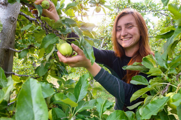 istock Young female harvesting apples in orchard 1035432326