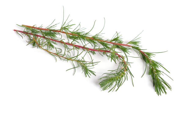 istock Kochia prostrata twigs. Isolated on white background 1035432762
