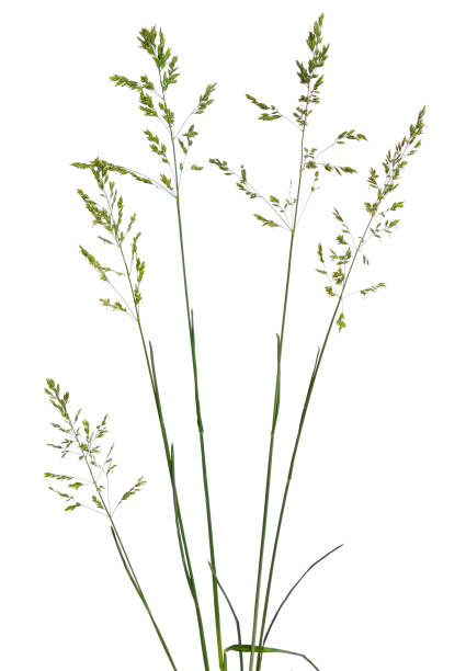 istock Poa or bluegrass, speargrass, tussock, meadow-grass. Isolated on white 1035438802