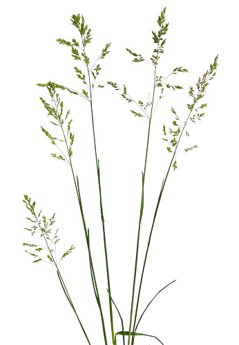 Poa or bluegrass, speargrass, tussock, meadow-grass. Isolated on white.