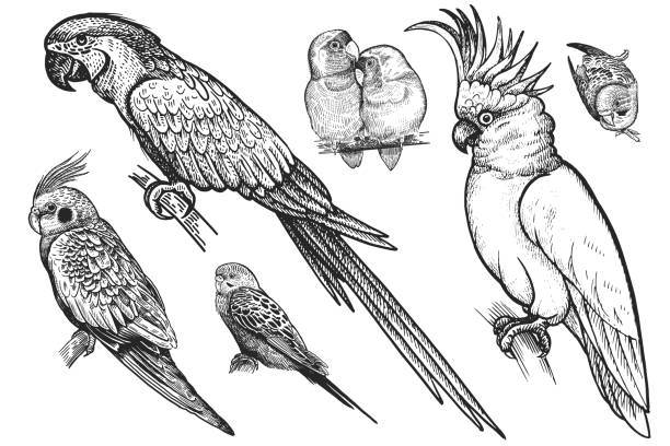 Birds set. Wavy parrots, budgies, Ara, cockatoo, parrots are in love Birds set. Realistic isolated parrots. Hand drawing bird from wild. Black wavy parrots, budgies, Ara, cockatoo, parrots are in love on white background. Vector illustration. Vintage engraving. Nature parrot silhouette stock illustrations
