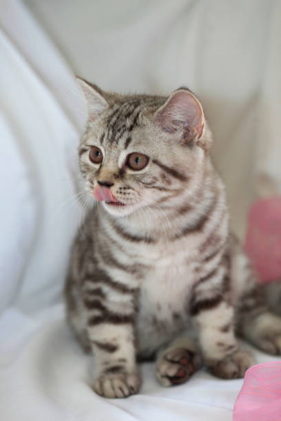 istock Scottish breed of cats 1035439300