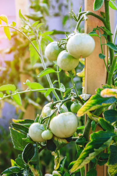 Fresh unripe tomatoes hanging on the vine of a tomato tree in the garden. Fresh unripe tomatoes hanging on the vine of a tomato tree in the garden 2933 stock pictures, royalty-free photos & images