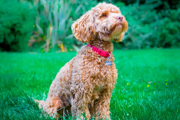 istock Puppy/ Dog sitting 1035439364