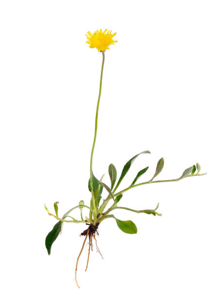 istock Hieracium pilosella (Pilosella officinarum), known as mouse-ear hawkweed. Isolated 1035443486