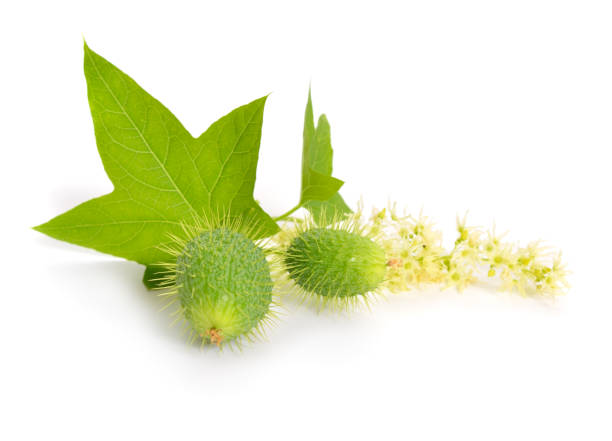 istock Echinocystis, Cucurbitaceae, lobata, commonly called wild cucumber, prickly cucumber, or balsam apple. Isolated 1035443556