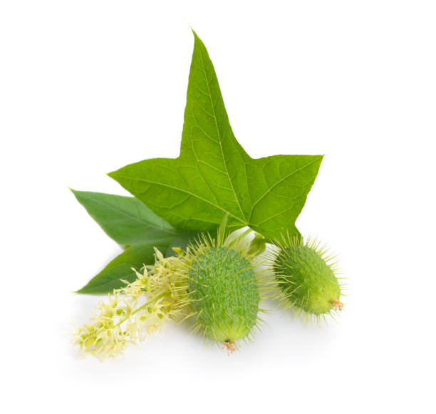 istock Echinocystis, Cucurbitaceae, lobata, commonly called wild cucumber, prickly cucumber, or balsam apple. Isolated 1035449304
