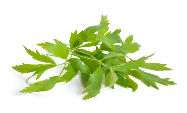 istock Lovage or Levisticum officinale. Isolated on white backgrounbd 1035452086