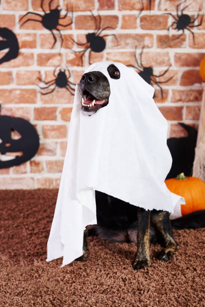 istock Spooky dog in ghost costume 1035456186