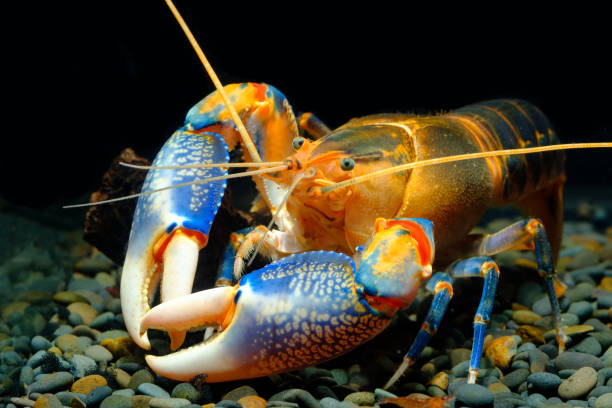 istock cherax destructor yabby volcano Thailand Breeding 1035456258