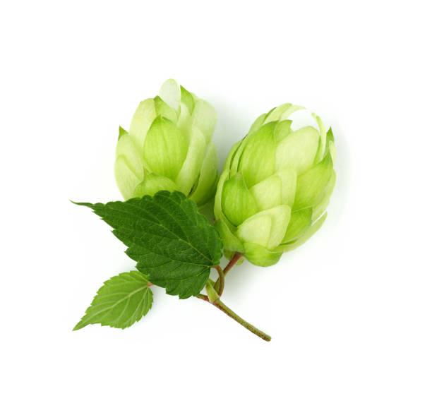 istock Fresh hop plants closeup isolated. 1035456932