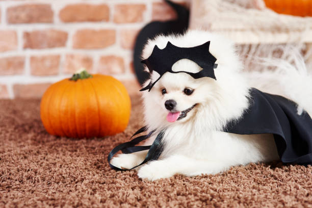 istock Cute puppy in halloween costume 1035458178