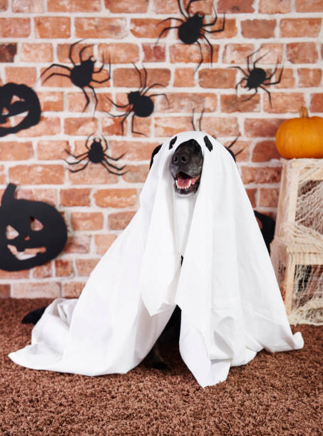 istock Black dog in ghost costume 1035462424