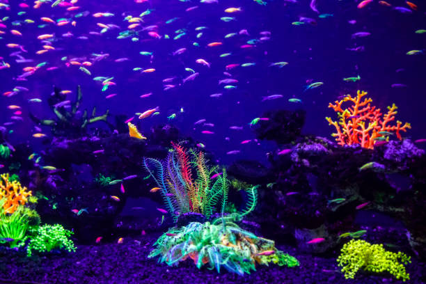 istock danio rerio fish and neon corals 1035463150