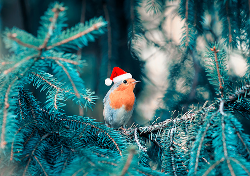 funny little bird Robin in Christmas red cap sitting in the branches of the Christmas tree in the winter Park on a clear holiday