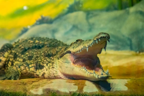 istock crocodile with open mouth with large teeth 1035463198