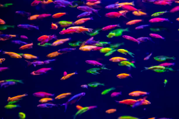 istock danio rerio fish and neon corals 1035463274