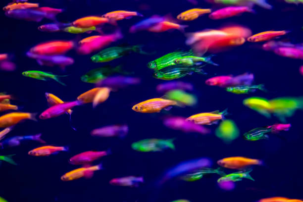 istock danio rerio fish and neon corals 1035463280