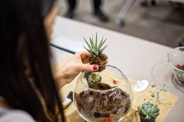 Planting succulent in a terrarium