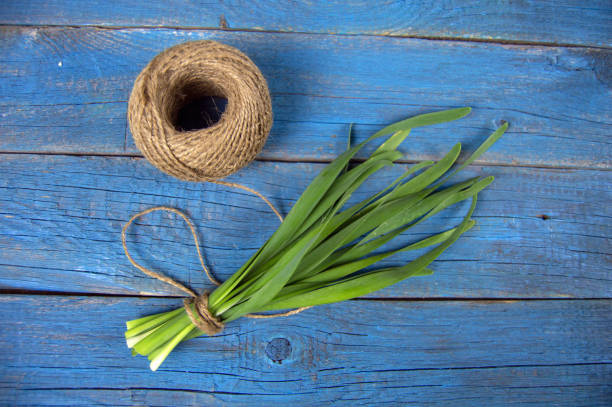 a bunch of green onions tied with string and a hank of threads lay on a blue wooden background stock photo