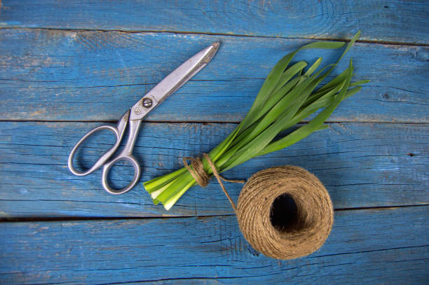 a bunch of green onions tied with string and a hank of threads with scissors lay on a blue wooden background stock photo