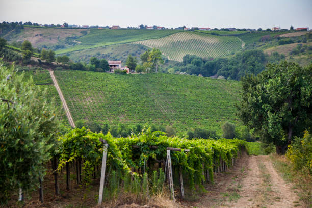 istock Montepulciano d'Abruzzo wine 1035469720