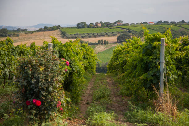 Montepulciano d'Abruzzo wine stock photo