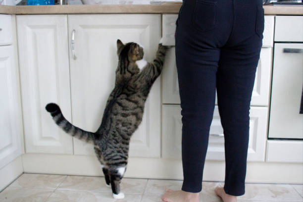 istock Domestic pet cat stands on legs in kitchen asking meal 1035475844