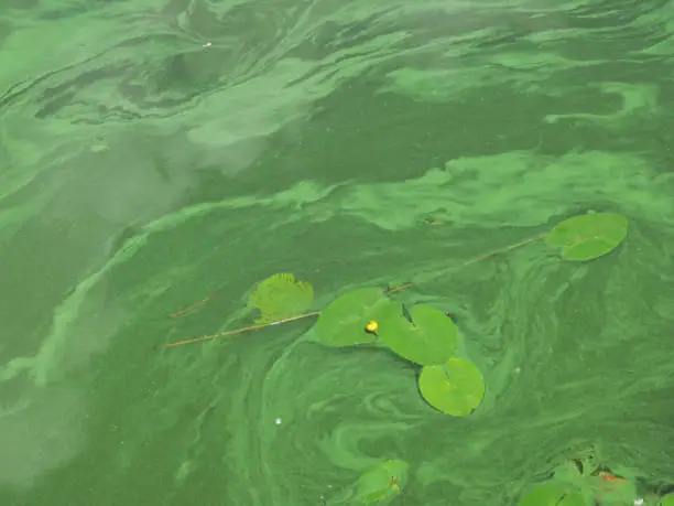 a yellow waterlily with blue-green algae polution in the ditch