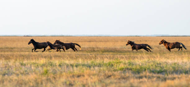 eine herde von wildpferden durch die steppe zu galoppieren. selektiven fokus - horse panoramic scenics prairie stock-fotos und bilder