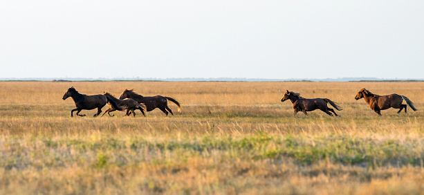A herd of wild horses galloping across the steppe. Selective focus.