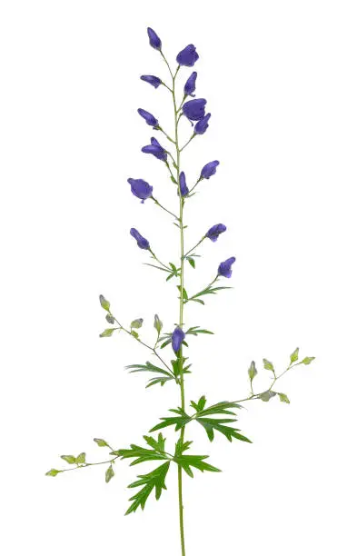 Aconitum napellus flower isolated on white background