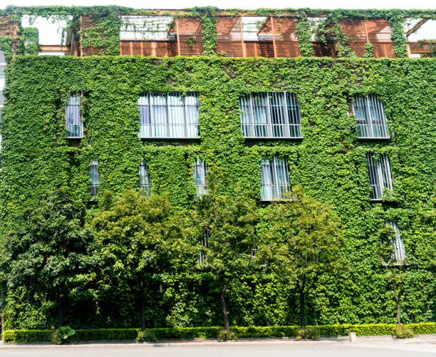 istock Green plants are growing on building walls 1035479778