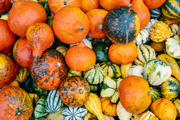 istock Bunch of fresh pumpkins 1035479990